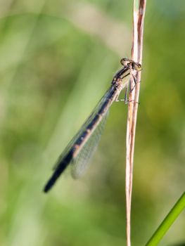 beautiful dragonfly resting on a stem outside
