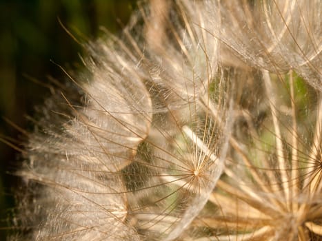 beautiful close up of white dandelion flower heads