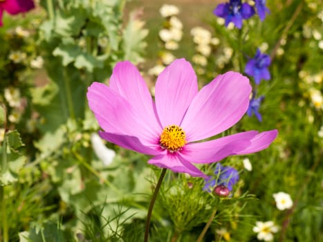 open pink flower head cosmos in garden grass