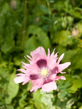 pink wild poppy flower head with purple inside grass background lush