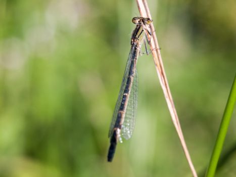 beautiful dragonfly resting on a stem outside