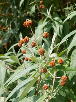 beautiful ornamental clumps of brown buds