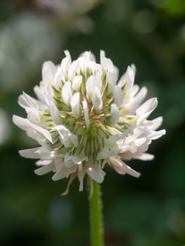 A beautiful macro shot of a clover flower head
