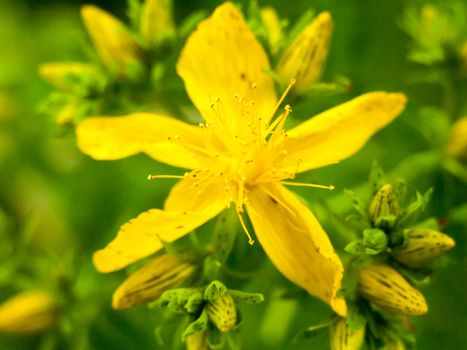 beautiful yellow flower open head outside close up macro