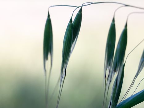 Lovely close up of some grain flower heads in the field macro