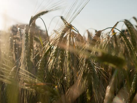 golden wheat swaying in the wind and sky and sun