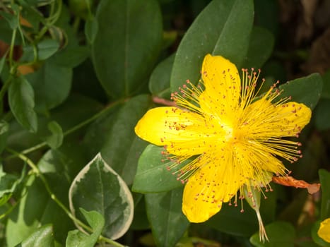 Hypericum calycinum in front garden outside summer