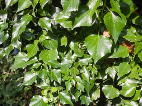 a wall of dark green leaves outside making a nice pattern