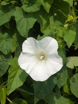 single beautiful white Datura outside with leaves behind