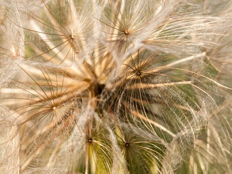beautiful close up of white dandelion flower heads