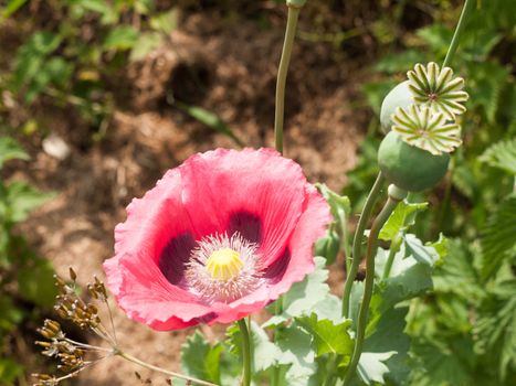 a beautiful pink poppy in the sun outside in field