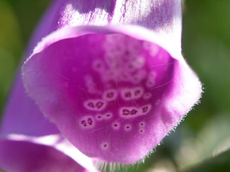 beautiful pink flower head close up macro