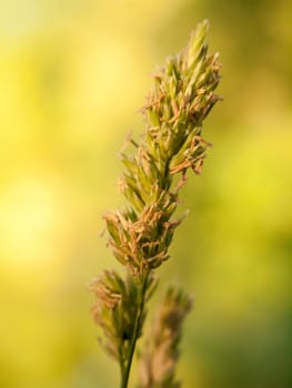 beautiful macro close up of wheat flower head