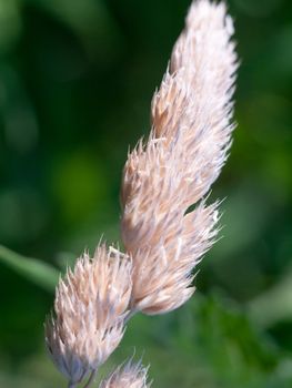 end of a wheat shaft outside fluffy white golden