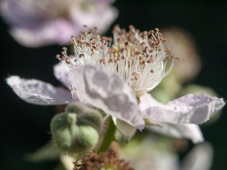 beautiful flower head close up macro detail outside