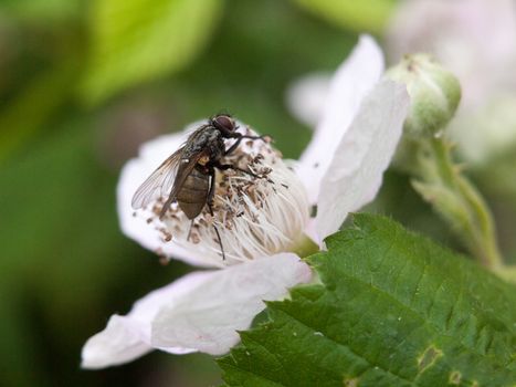 flower head outside in spring with big fly