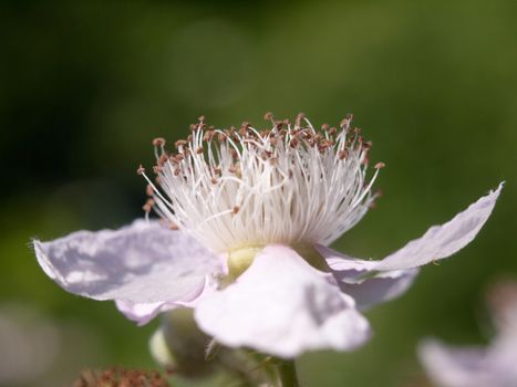 beautiful flower head close up macro detail outside