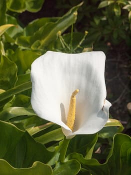 a beautiful calla lily white fully open close up in front garden up