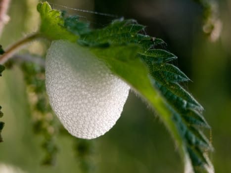 white foam under a leaf outside eggs insect