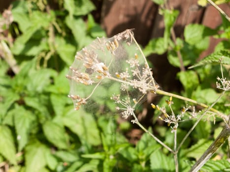 flower head covered in a white wisp of silky spider's web to capture insects