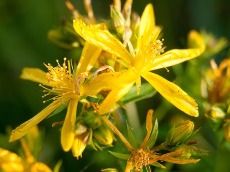 a beautiful bunch of yellow flower heads outside close up