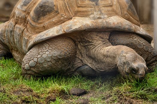 Giant turtle on the Seychelles in the Indian Ocean.