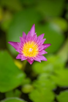 Violet Lotus Flower