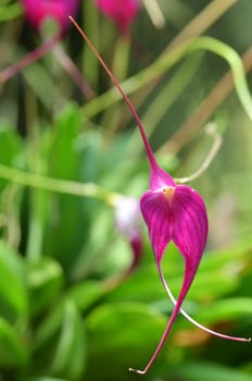 Purple orchid on green leaf blurry background,select focus with shallow depth of field.