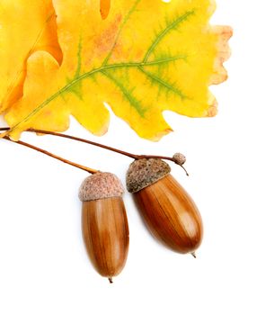 acorns and oak leaves isolated on white background