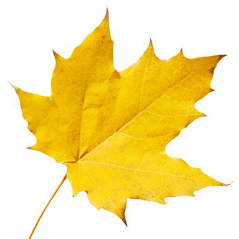 maple leaf isolated on white background