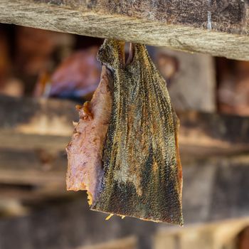 Iceland's fermented shark at Bjarnarhofn Shark Museum (drying house, Iceland)