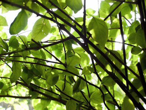 COLOR PHOTO OF LEAVES UNDER SUNLIGHT, STOCK PHOTO