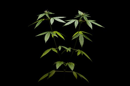 Marijuana plant on black background, female