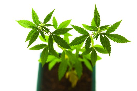 Marijuana plant isolated on white background, female