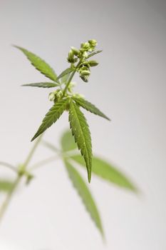 Marijuana plant on gray background, male