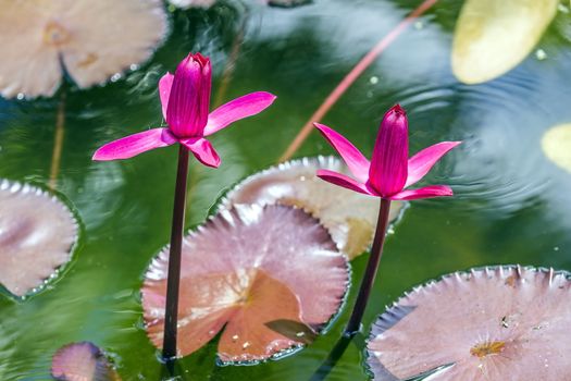 Two pink blooming lotus or water lilies in the pond with blurred green lotus leaves background. Flowers are both difficult to choose as well as beautiful girls.