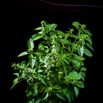 Fresh Blooming Green Lush Foliage Basil isolated on Black background