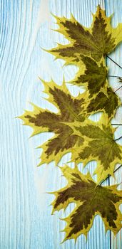 Border of Yellow Green Brittle and Dry Maple Leafs closeup on Blue Wooden background