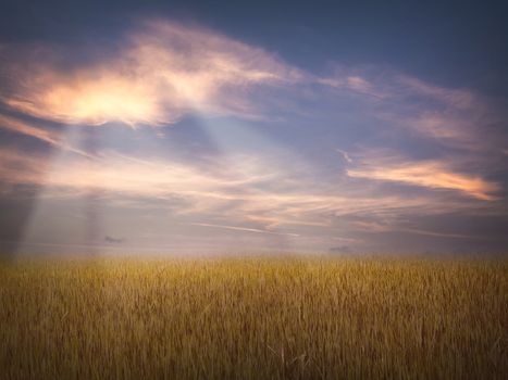 Field of golden grass with sunset sky
