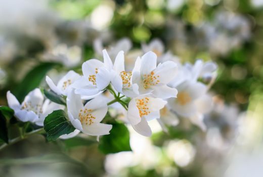White jasmine flowers on shrub blossom