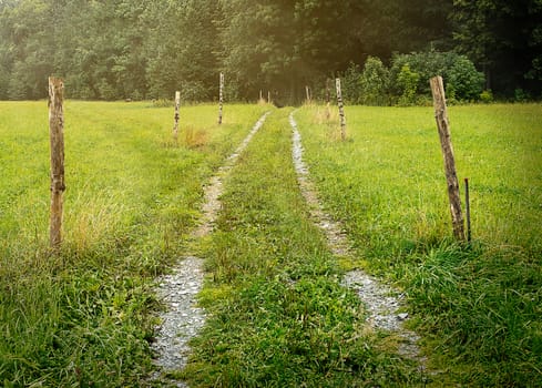 Beaten track or worn path through meadow toward foliage trees with poles around, center composition, moving towards objective, lush fresh and warm, natural landscape of central Europe
