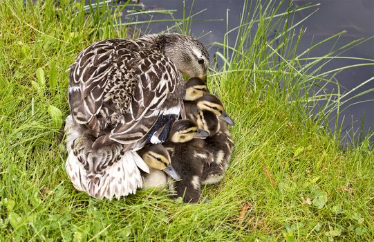 Mother Duck and Babies hidden in Saskatchewan Canada