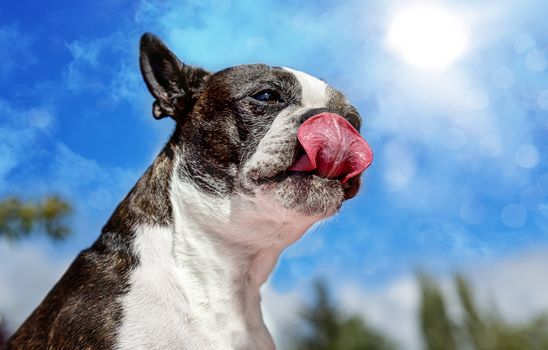 Boston Terrier Licking Chops On A Sunny Day, Color Image, Day