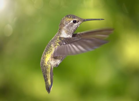 A Hummingbird in Flight, Color Image, Day