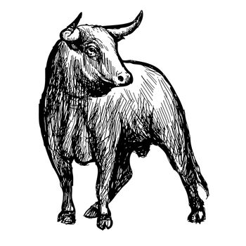 freehand sketch illustration of bull,  doodle hand drawn