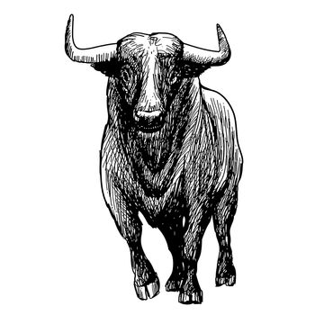 freehand sketch illustration of bull,  doodle hand drawn