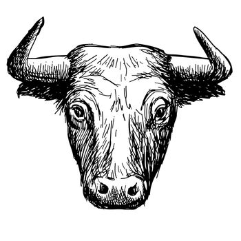 freehand sketch illustration of bull,  doodle hand drawn