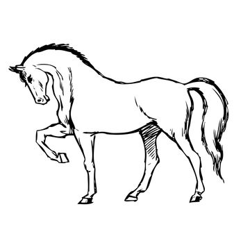 freehand sketch illustration of horse, doodle hand drawn
