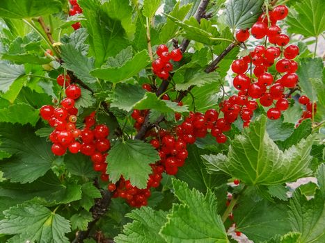 Bush of red currant berries in a garden. Sparkling in summer sun bunch ripe juicy red currant berries, hanging from branch
