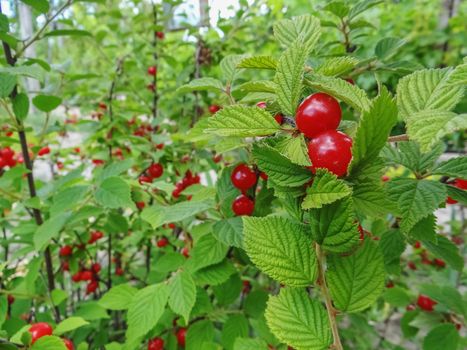 red Nanking Bush Cherry in a garden. Prunus tomentosa